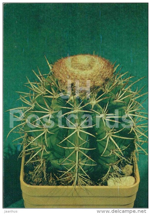 Melocactus bahiensis - cactus - flowers - 1984 - Russia USSR - unused - JH Postcards