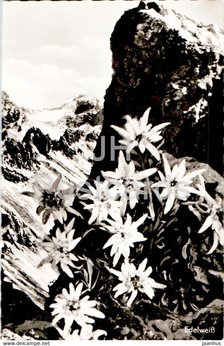 Edelweiss - flowers - old postcard - Germany - unused - JH Postcards