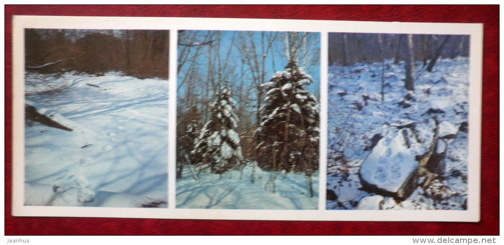 Kedrovaya Pad Nature Reserve - winter in the forest - 1984 - Russia USSR - unused - JH Postcards