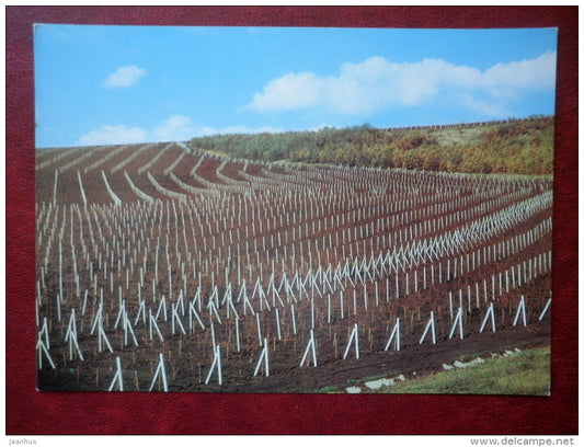Vineyard Drawing - 1975 - Moldova USSR - unused - JH Postcards
