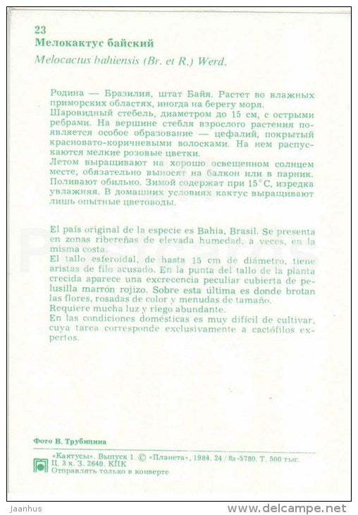Melocactus bahiensis - cactus - flowers - 1984 - Russia USSR - unused - JH Postcards