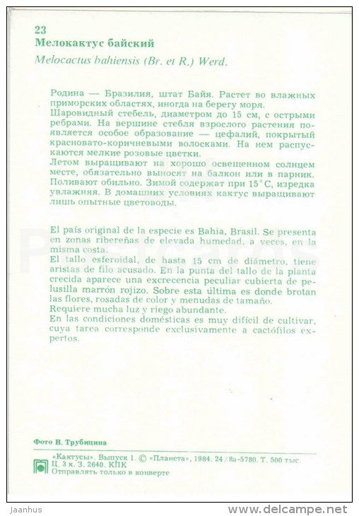 Melocactus bahiensis - cactus - flowers - 1984 - Russia USSR - unused - JH Postcards