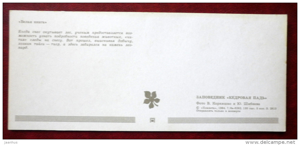 Kedrovaya Pad Nature Reserve - winter in the forest - 1984 - Russia USSR - unused - JH Postcards