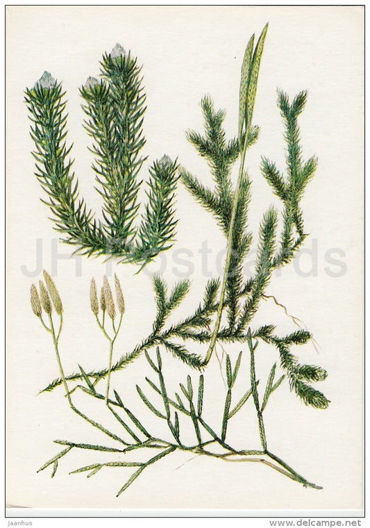 Clubmoss - Lycopodium clavatum - Plants under protection - 1981 - Russia USSR - unused - JH Postcards