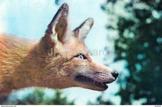 Fox - Vulpes vulpes - Moscow Zoo - animals - 1973 - Mexico - unused - JH Postcards