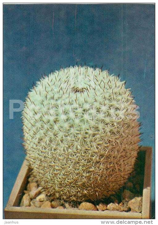 Mammillaria pseudoperbella - cactus - flowers - 1984 - Russia USSR - unused - JH Postcards