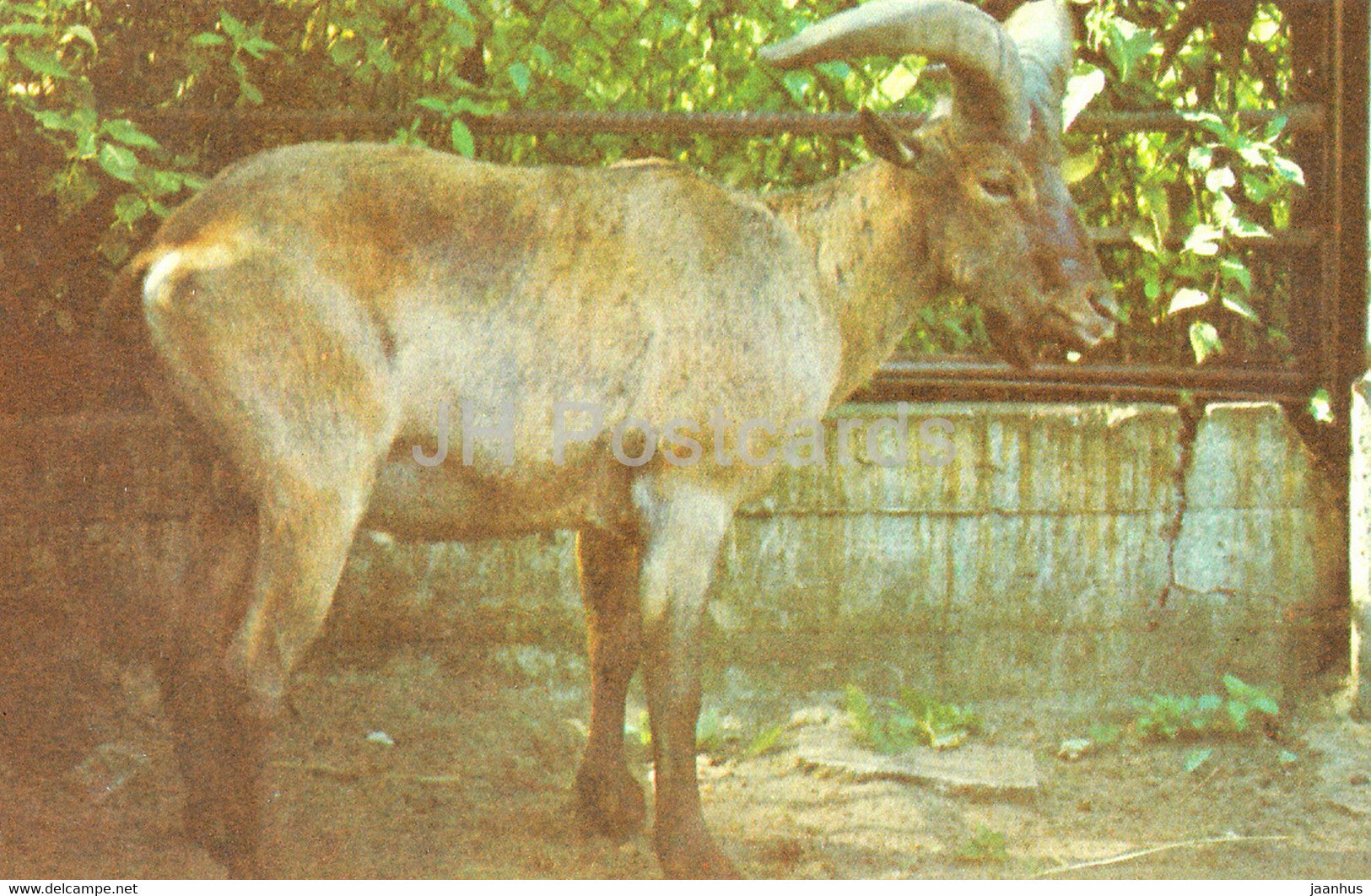 East Caucasian tur - Capra cylindricornis - Riga Zoo - Latvia USSR - unused - JH Postcards