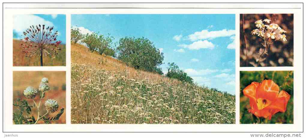 spring - flowers - Badhyz State Nature Reserve - 1981 - Turkmenistan USSR - unused - JH Postcards