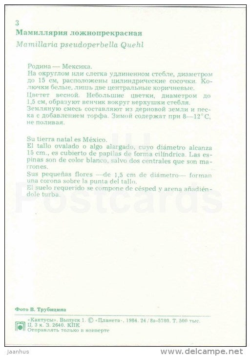 Mammillaria pseudoperbella - cactus - flowers - 1984 - Russia USSR - unused - JH Postcards