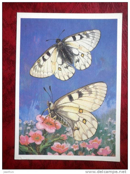 Apollo butterfly - Parnassius clarius - butterflies - 1986 - Russia - USSR - unused - JH Postcards