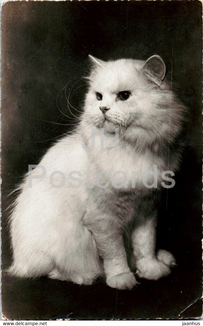 cat - animals - old postcard - France - used - JH Postcards