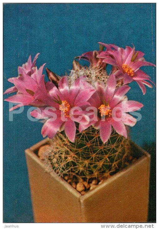 Parodia cintiensis - cactus - flowers - 1984 - Russia USSR - unused - JH Postcards