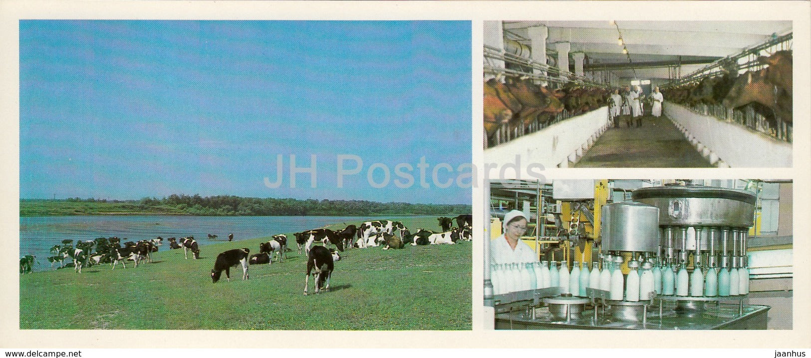 Lozym milk complex - cow - dairy plant - Komi Republic - 1984 - Russia USSR - unused - JH Postcards