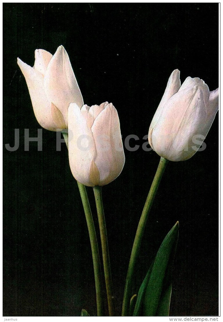 White Dream - Tulip - 1986 - Russia USSR - unused - JH Postcards