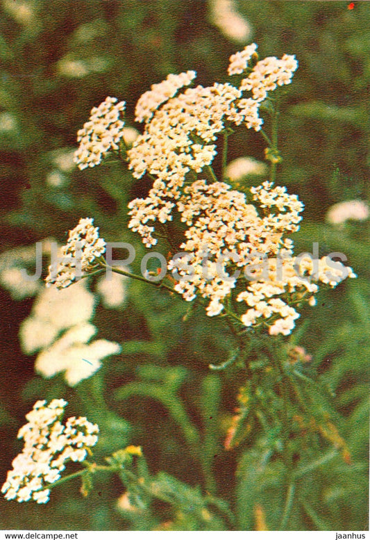 Yarrow - Achillea millefolium - Medicinal Plants - 1981 - Russia USSR - unused - JH Postcards