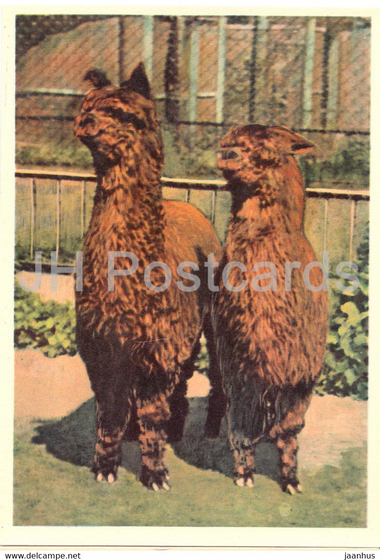 Alpaca - Lama - Vicugna pacos - Moscow Zoo - 1963 - Russia USSR - unused - JH Postcards