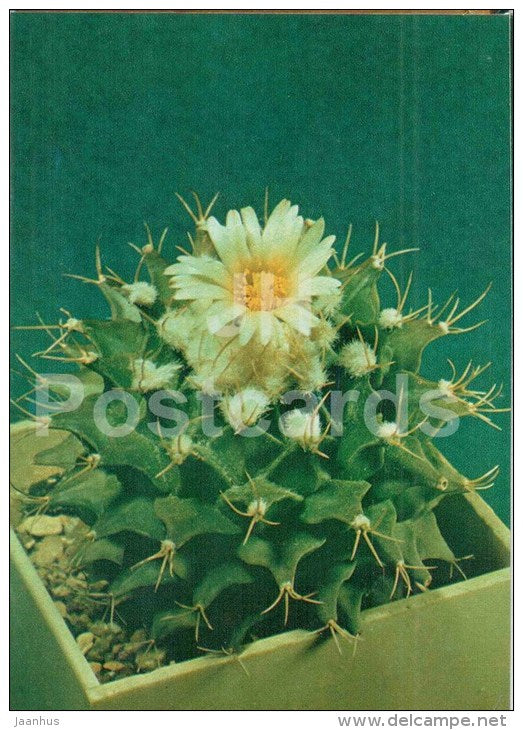 Obregonia denegrii - cactus - flowers - 1984 - Russia USSR - unused - JH Postcards