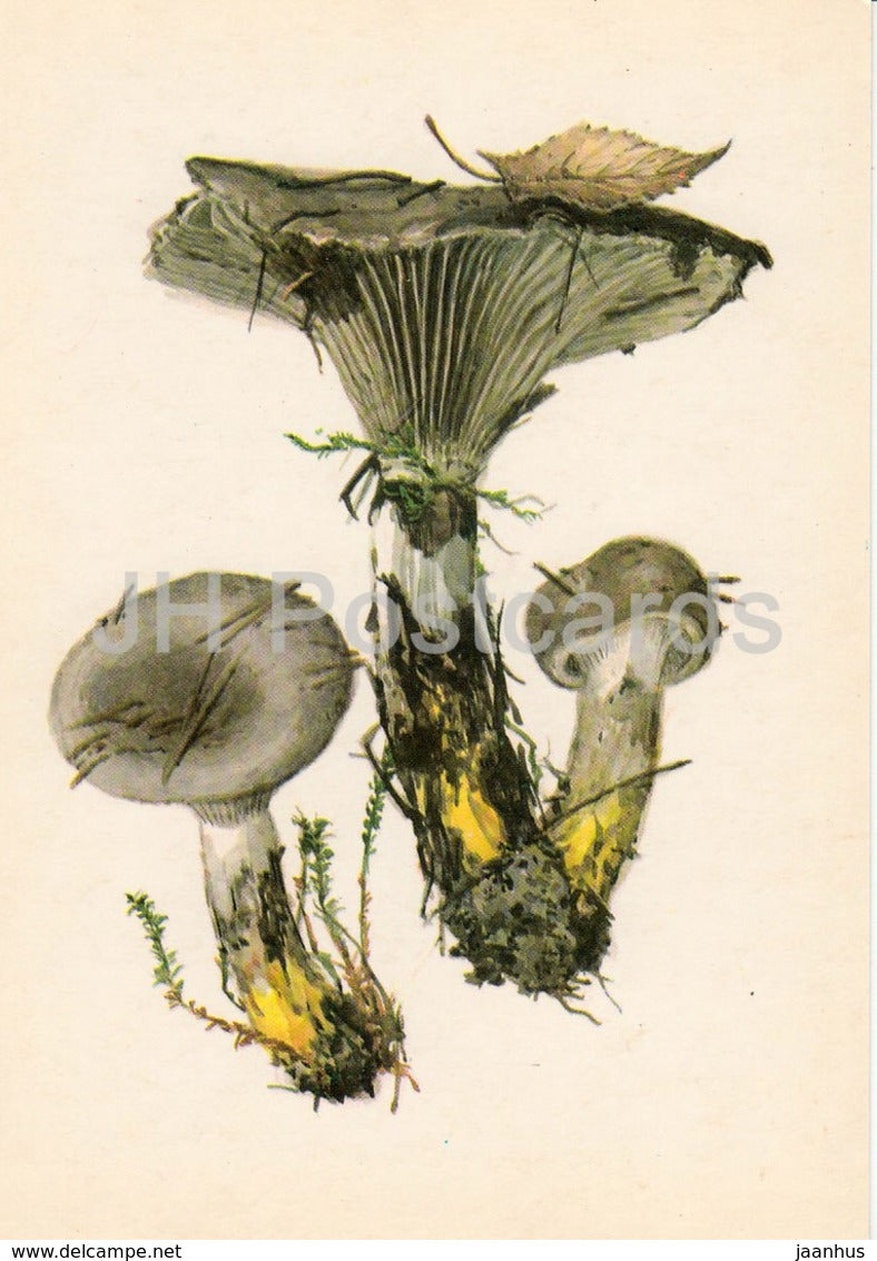 Slimy spike-cap - Gomphidius glutinosus - illustration by A. Shipilenko - Mushrooms - 1976 - Russia USSR - unused - JH Postcards