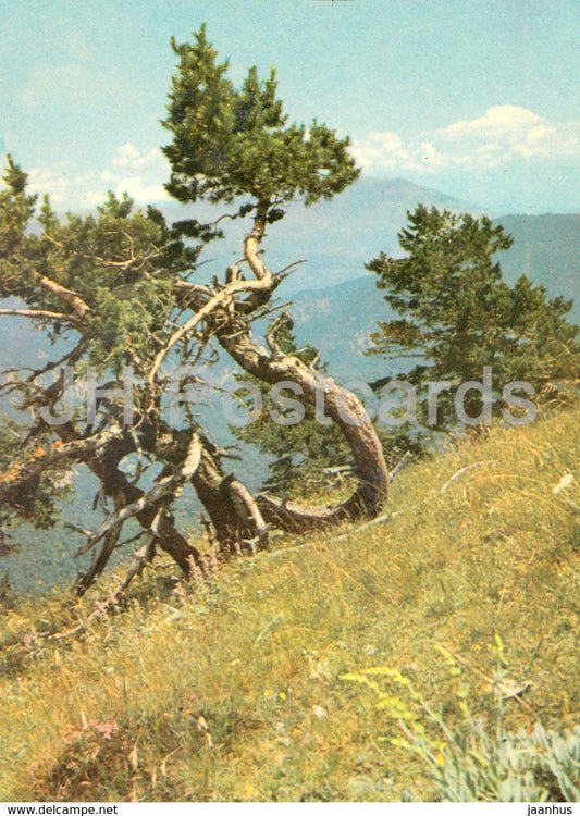 In Mali Chuchel - Crimea Nature Reserve - 1969 - Ukraine USSR -  unused - JH Postcards