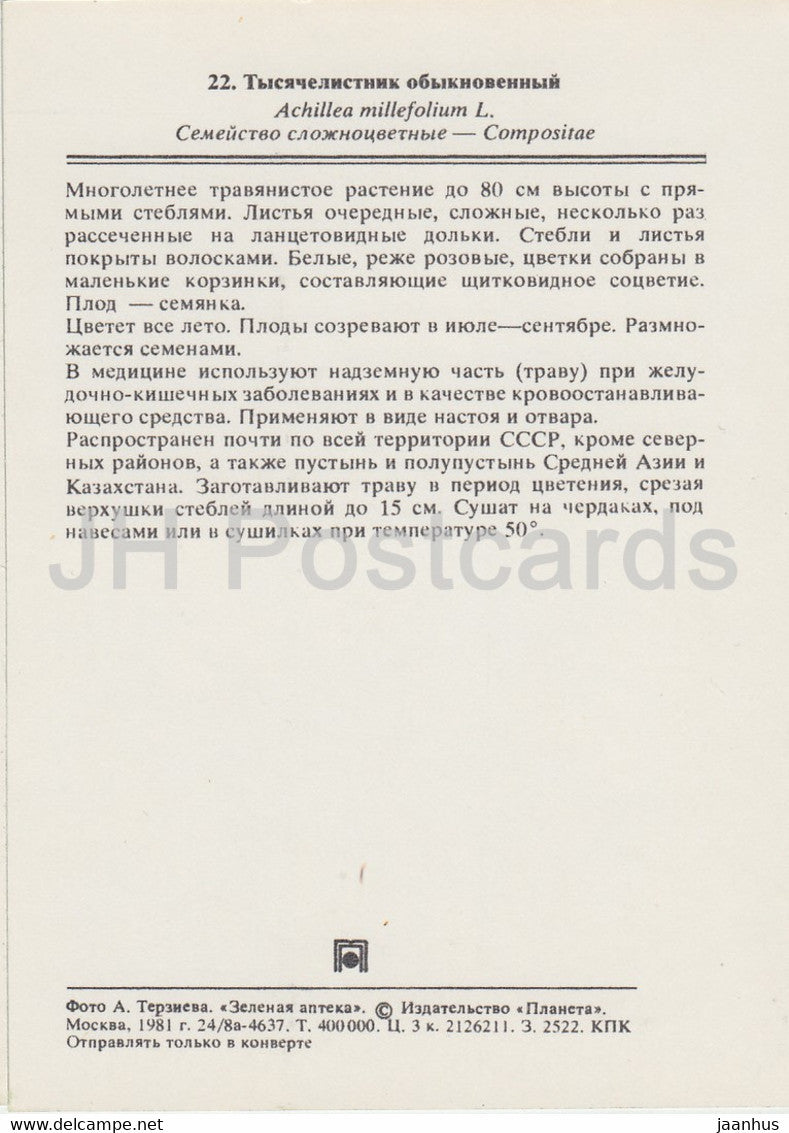 Schafgarbe - Achillea millefolium - Heilpflanzen - 1981 - Russland UdSSR - unbenutzt