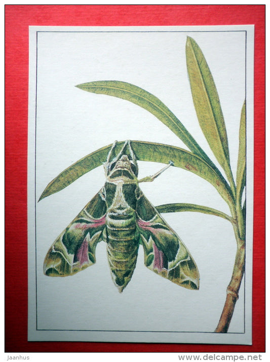 Oleander Hawk-moth , Daphnis nerii , Deilephila nerii - insects - 1987 - Russia USSR - unused - JH Postcards