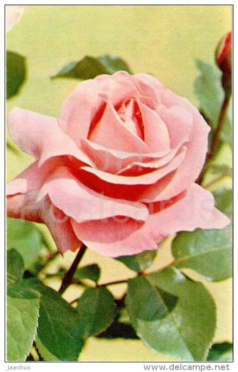 Queen Elizabeth - flowers - Roses - Russia USSR - 1973 - unused - JH Postcards