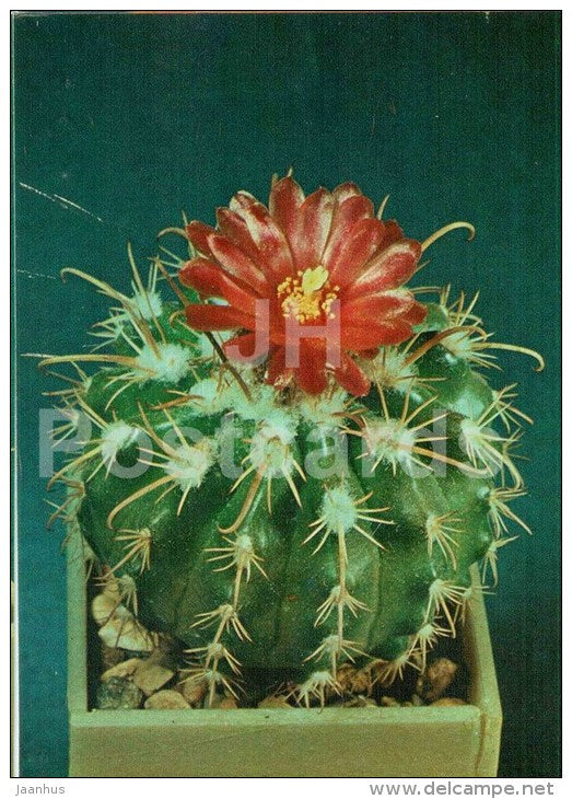 Mammillaria swinglei - cactus - flowers - 1984 - Russia USSR - unused - JH Postcards