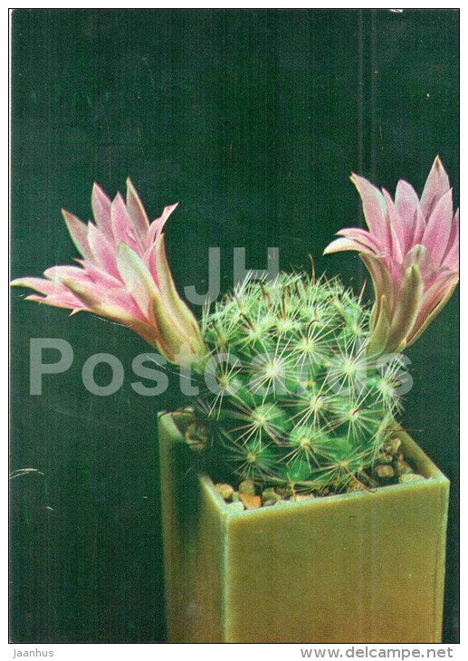 Mammillaria boolii - cactus - flowers - 1984 - Russia USSR - unused - JH Postcards