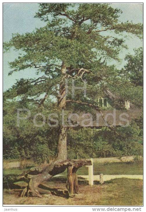 Time-Honoured Pine-Tree at Võsu - 1970 - Estonia USSR - unused - JH Postcards