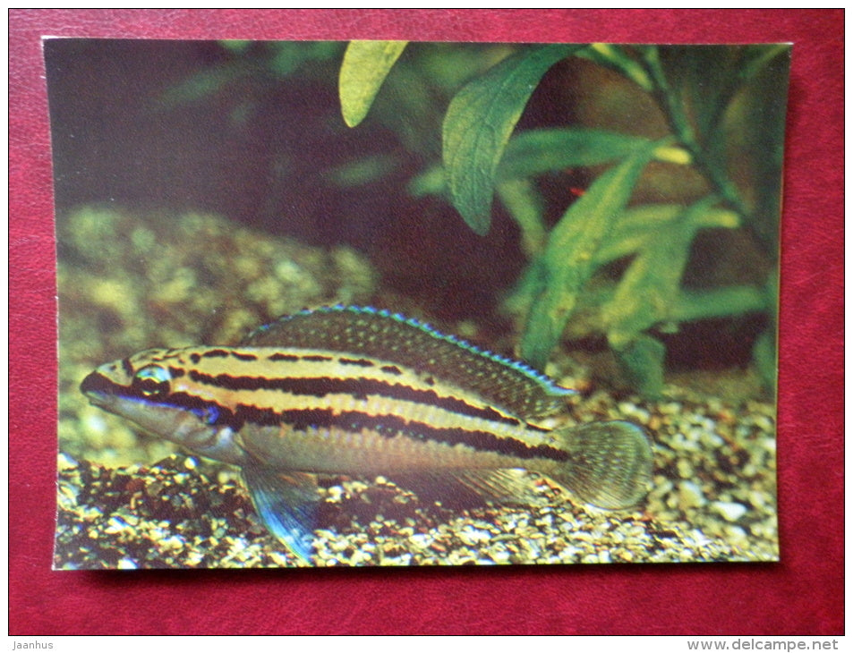 Julidochromis dickfeldi - aquarium fishes - 1982 - Russia USSR - unused - JH Postcards
