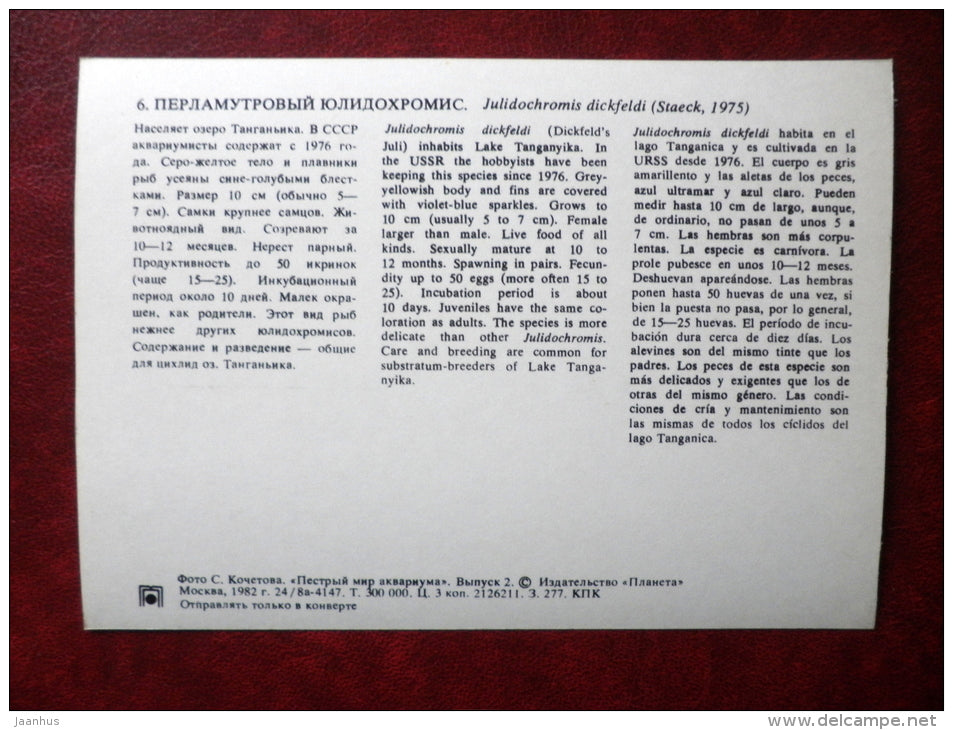 Julidochromis dickfeldi - aquarium fishes - 1982 - Russia USSR - unused - JH Postcards