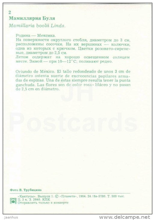 Mammillaria boolii - cactus - flowers - 1984 - Russia USSR - unused - JH Postcards