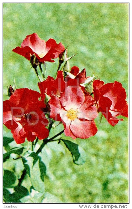 Berlin - flowers - Roses - Russia USSR - 1973 - unused - JH Postcards