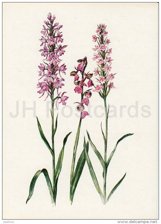 Coronaria flos-cuculi - Plants under protection - 1981 - Russia USSR - unused - JH Postcards