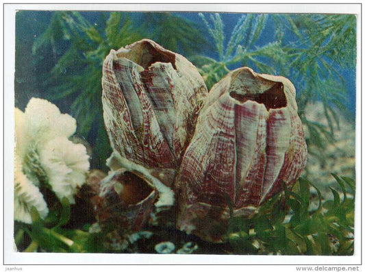 Balanus Balanus - shells - clams - mollusc - 1974 - Russia USSR - unused - JH Postcards