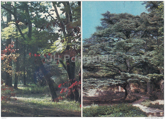 Corner in the Upper Park - grove of Lebanese cedars - Nikitsky Botanical Garden - 1991 - Ukraine USSR - unused - JH Postcards