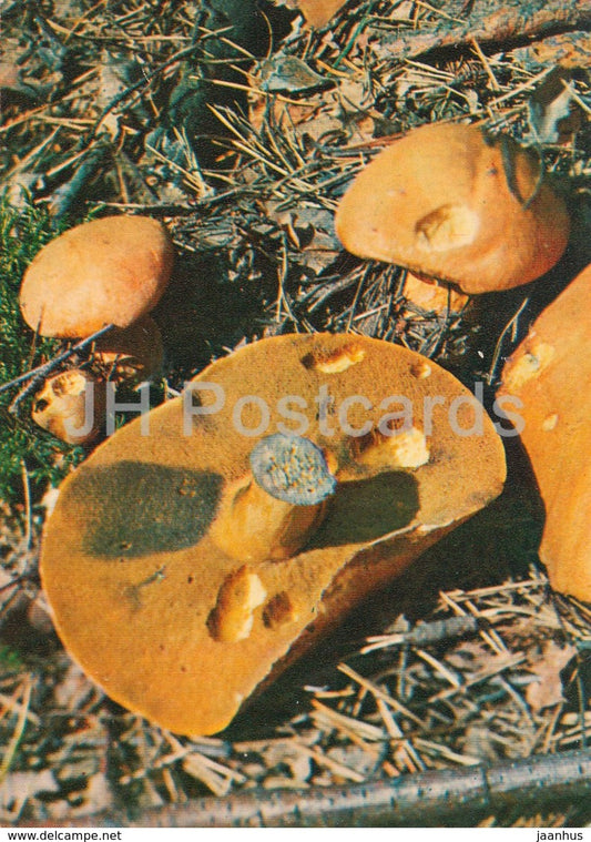 Boletus - Xerocomus - Mushrooms - 1980 - Russia USSR - unused - JH Postcards