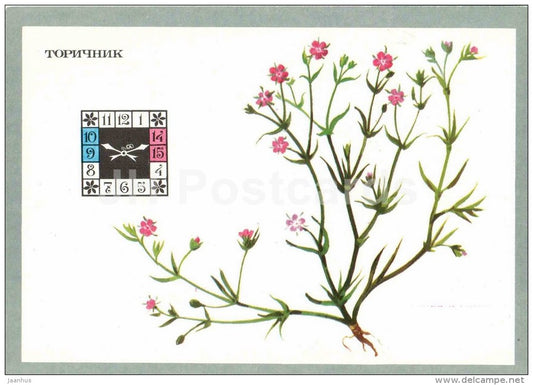 Sandspurry - Spergularia - Flowers-Clock - plants - flowers - 1980 - Russia USSR - unused - JH Postcards