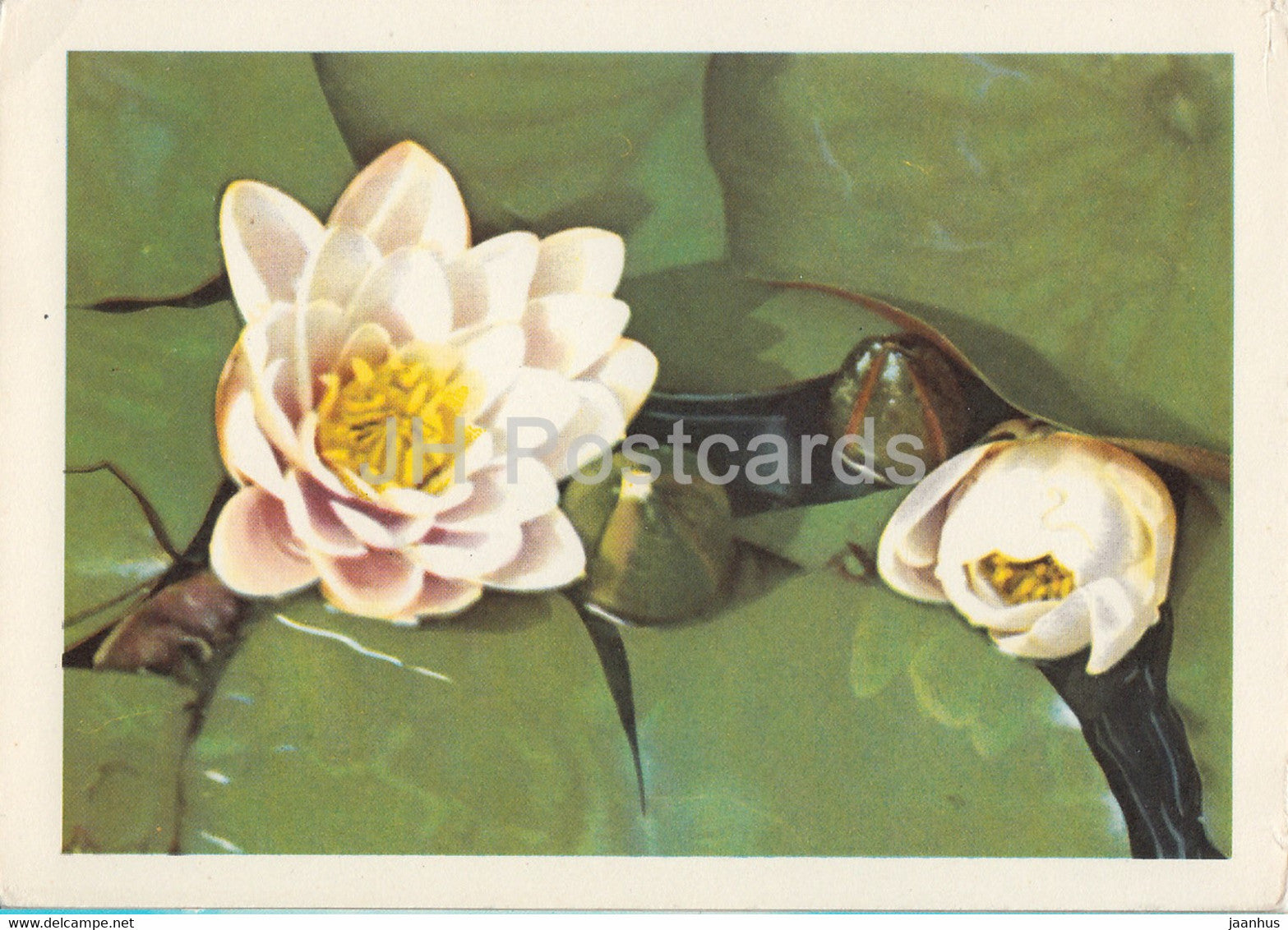 Water Lily - plants - postal stationery - 1966 - Russia USSR - unused - JH Postcards