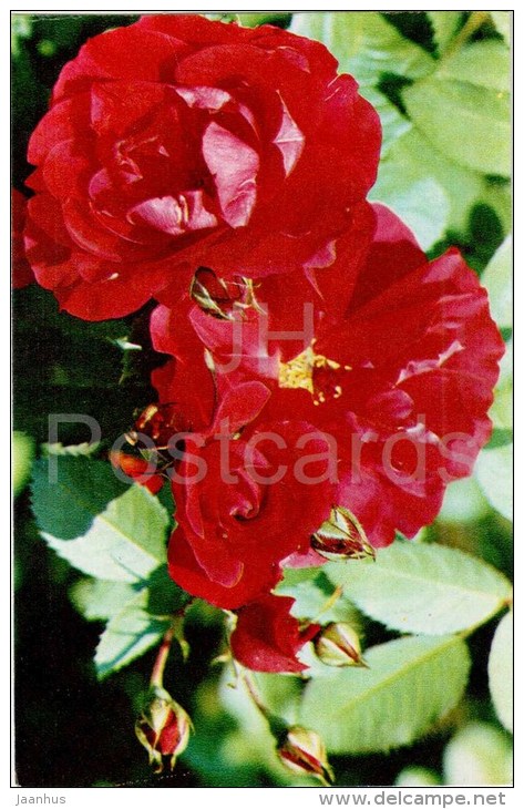 Flammentanz - flowers - Roses - Russia USSR - 1973 - unused - JH Postcards