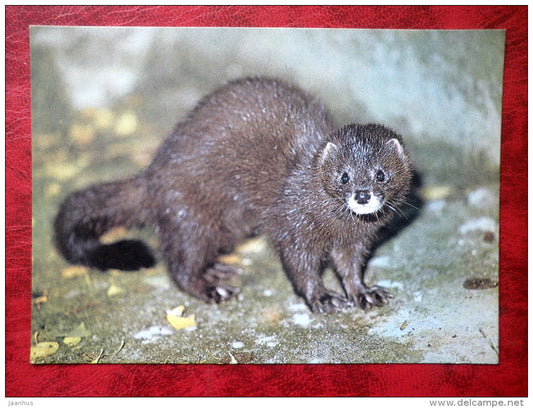 European mink - Mustela lutreola - animals - Tallinn Zoo - 1989 - Estonia - USSR - unused - JH Postcards