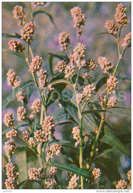 Water pepper - Persicaria hydropiper - Medicinal Plants - Herbs - 1980 - Russia USSR - unused - JH Postcards