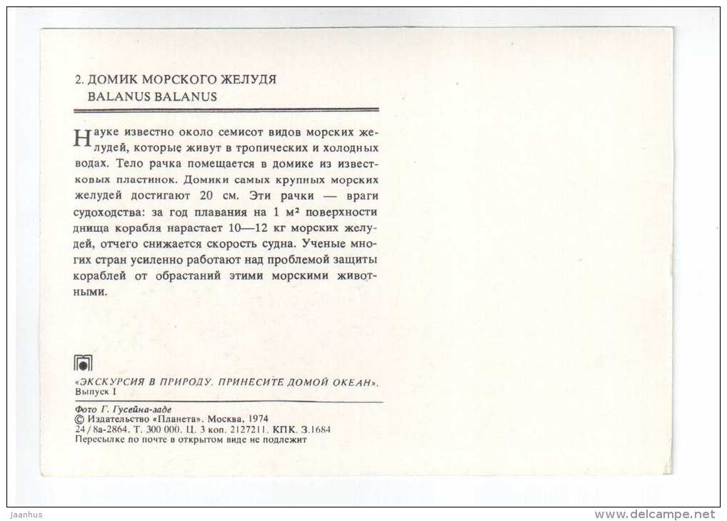 Balanus Balanus - shells - clams - mollusc - 1974 - Russia USSR - unused - JH Postcards