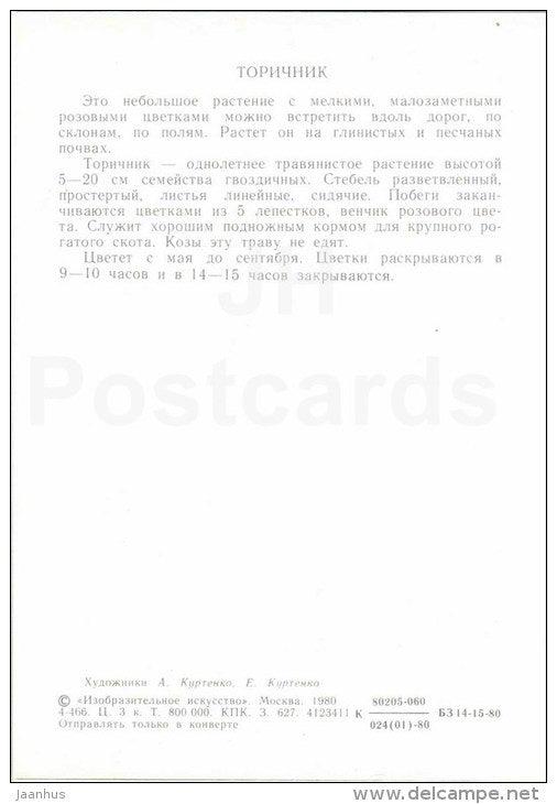Sandspurry - Spergularia - Flowers-Clock - plants - flowers - 1980 - Russia USSR - unused - JH Postcards