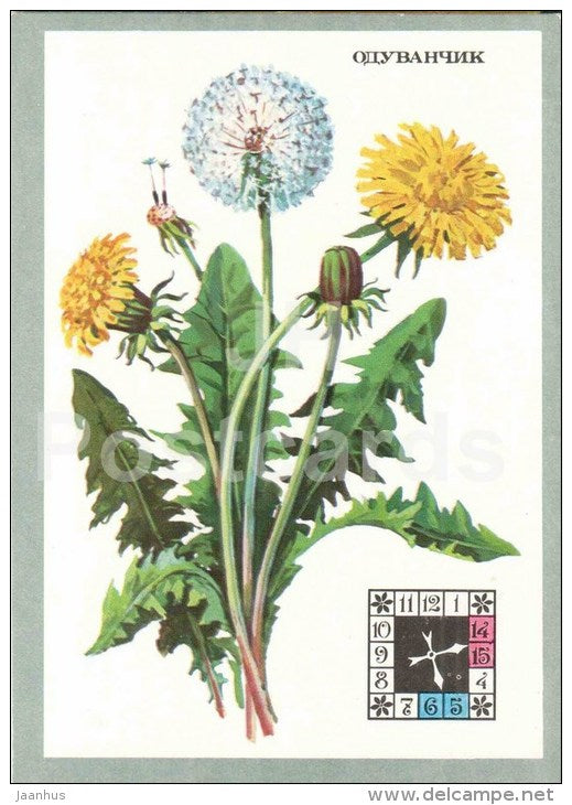 Dandelion - Taraxacum - Flowers-Clock - plants - flowers - 1980 - Russia USSR - unused - JH Postcards