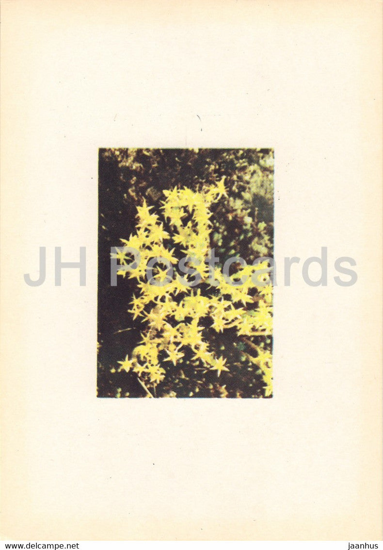 Goldmoss stonecrop - Sedum acre - plants - flowers - Latvia USSR - unused - JH Postcards
