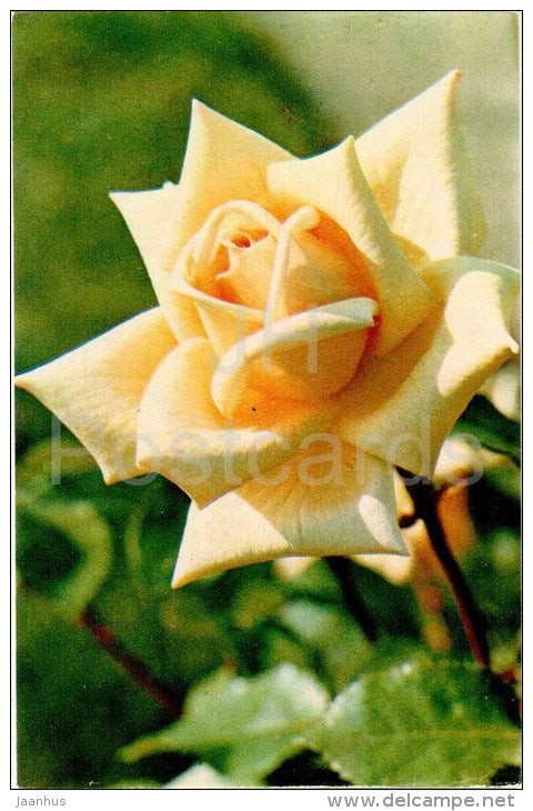 Narciss - flowers - Roses - Russia USSR - 1973 - unused - JH Postcards