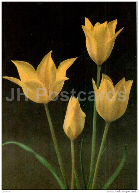 Tulip kolpakowskiana - Tulip - 1986 - Russia USSR - unused - JH Postcards