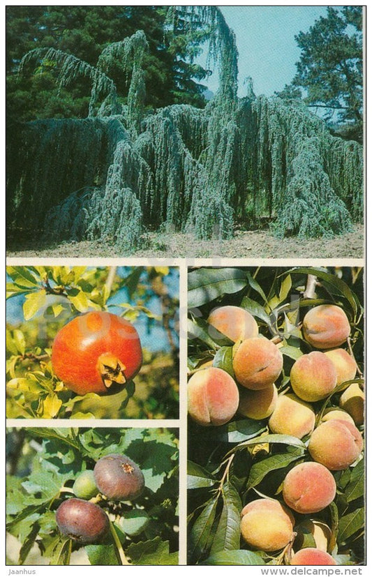 Atlas cedar - pomegranate - peach - fig - Nikitsky Botanical Garden - Crimea - 1989 - Ukraine USSR - unused - JH Postcards