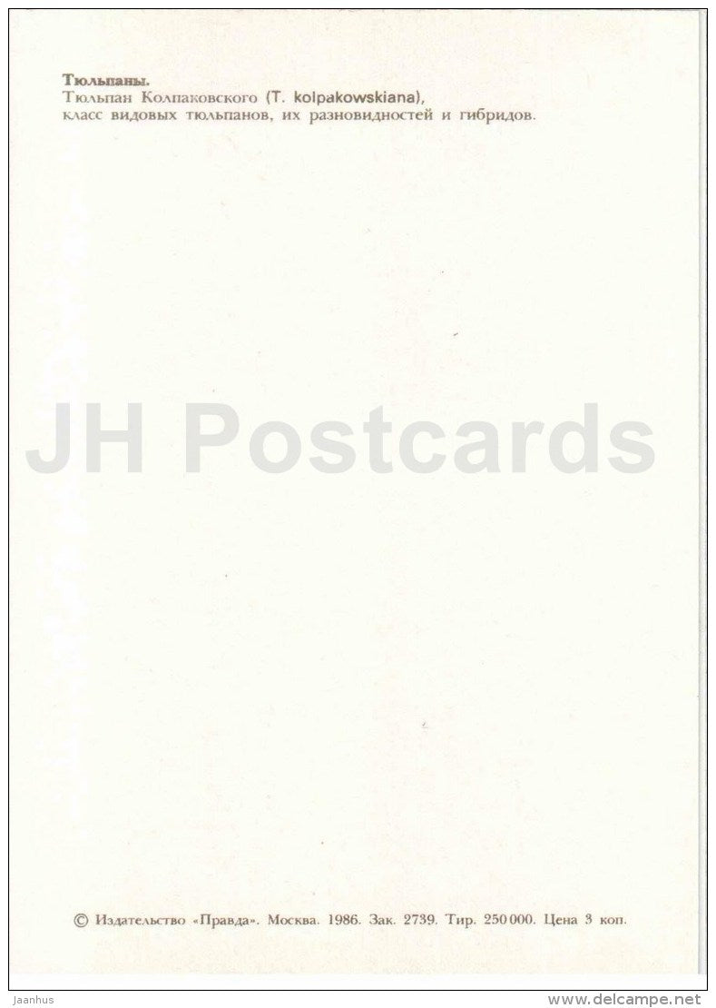 Tulip kolpakowskiana - Tulip - 1986 - Russia USSR - unused - JH Postcards